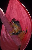 Reinwardt's Tree Frog gliding inside flower Java