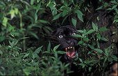 Black panther aggressive behaviour Ujung Kulon NP Java ; melanistic variant of Javan leopard.
