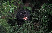 Black panther aggressive behaviour Ujung Kulon NP Java ; melanistic variant of Javan leopard.