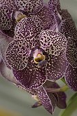 Vanda orchid 'Exotic Purple' in bloom ; Obt. :  Anco