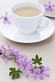 Tea cup of Purple flowers and Purple flowers
