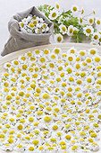 Chamomile flowers dried in a tray and bag