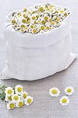 Dried chamomile flowers in a bag