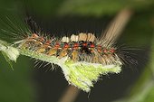 Moth caterpillars in the spring Belgium