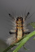 Larva of a moth on a leaf Belgium 
