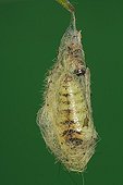 Cocoon of a moth suspended at spring Belgium