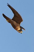 Peregrine falcon in diving flight