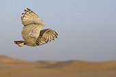 Pharaoh eagle-owl flying in the desert