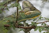 Veiled chameleon on a branch Yemen