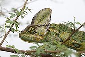 Veiled chameleon on a branch Yemen