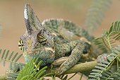 Veiled chameleon on a branch Yemen