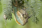 Veiled chameleon on a branch Yemen