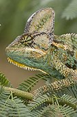 Portrait of a Veiled chameleon on a branch Yemen