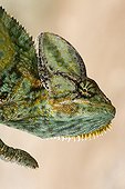 Portrait of a Veiled chameleon Yemen