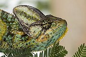 Portrait of a Veiled chameleon Yemen