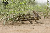 Veiled chameleon walking on the ground Yemen