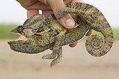 Hand catching a Veiled chameleon Yemen