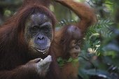 Sumatran orang-utan and young eating Gunung Leuser NP