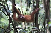 Young Orang-utan in Sumatra undergrowth PN Gunung Leuser