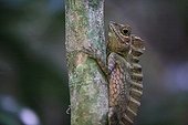 Agama on a tree in undergrowth Sumatra Gunung Leuser NP