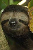 Portrait of brown-throated sloth asleep Costa Rica 
