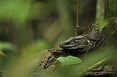 Black iguana on the lookout in the forest PN Cahuita Costa Rica