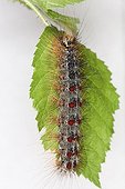 Gypsy moth caterpillar on a leaf Belgique ; Entomologist: Terence Hollingworth 