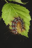 Gypsy moth caterpillar on a leaf Belgique ; Entomologist: Terence Hollingworth 