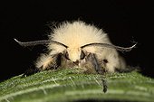 Portrait of a Gypsy Moth front shot Belgium ; Entomologist : Terence Hollingworth