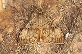 Asian Gypsy Moth male in summer in Belgium ; Entomologist : Terence Hollingworth<br>