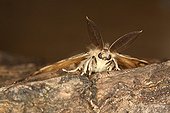 Asian Gypsy Moth male in summer in Belgium ; Entomologist : Terence Hollingworth<br>
