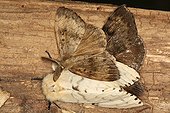 Mating of Asian gypsy moth in summer Belgium ; Entomologist : Terence Hollingworth