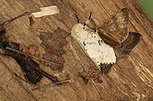 Mating of Asian gypsy moth in summer Belgium ; Entomologist : Terence Hollingworth