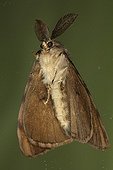 Male Asian gypsy moth on a window Belgium ; Entomologist : Terence Hollingworth