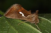Moth on a leaf in summer Belgium ; Entomologist : Terence Hollingworth
