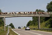 Montbéliares cows above the national No. 5 France ; The bridge was constructed for this purpose