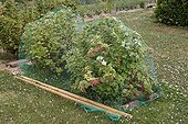 Safety nets on red fruit Groseillers