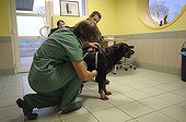 Veterinary examination of behavioral assessment France ; During the visit of behavioral assessment (law on dangerous dogs) the morphology of the animal is described as, inter alia, the girth. 