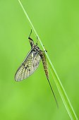 Ephemeral on a blade of grass prairie Fouzon France