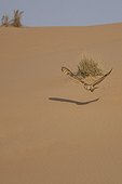 Pharaoh eagle-owl flying in desert