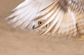 Pharaoh eagle-owl flying United Arab Emirates