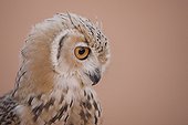 Portrait of a Pharaoh eagle-owl United Arab Emirates