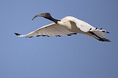 Sacred ibis flying