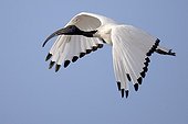 Sacred ibis flying