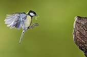 Great tit flying with a caterpillar in the beak