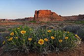 Mule's ears in bloom in Arches National park USA