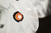 Apollo Butterfly eyespot Pyrenees Spain