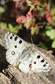 Apollo Butterfly on log Pyrenees Spain