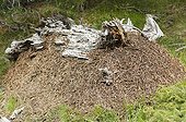 Massive anthill in the high Pyrenees pine forest Spain