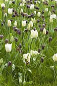 Common fritillaries and tulips flower bed in bloom in a park